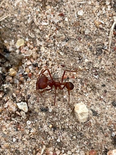 Atta texana photo 31
