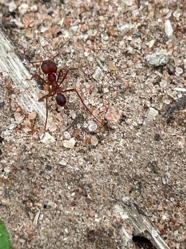 Atta texana photo 32