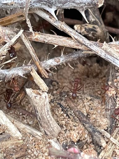 Atta texana photo 33