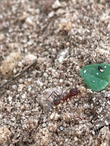 Atta texana photo 34