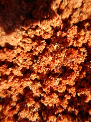 Atta texana — queen photo 37