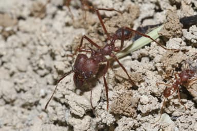 Atta texana photo 39