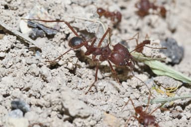 Atta texana photo 40