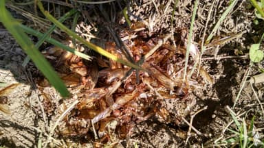 Atta texana photo 46