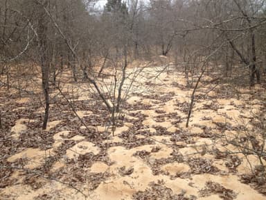 Atta texana — colony photo 51
