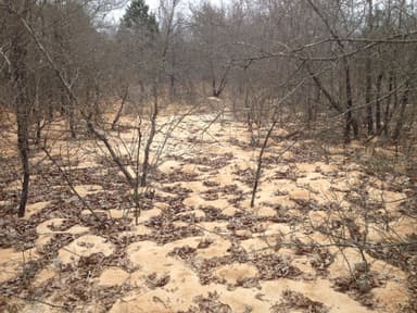 Atta texana — colony photo 53