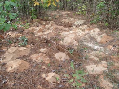 Atta texana — colony photo 54