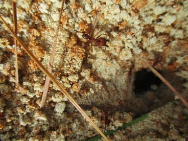 Atta texana — colony photo 57