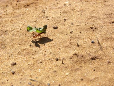 Atta texana photo 71