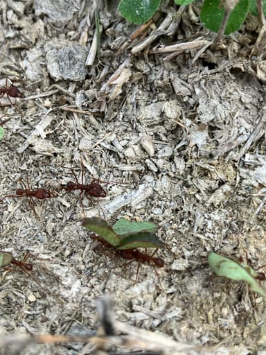 Atta texana photo 82