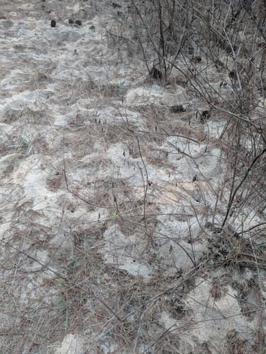 Atta texana photo 88