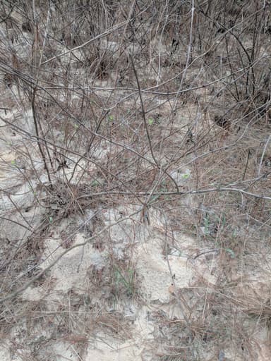 Atta texana photo 89
