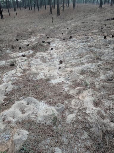 Atta texana photo 92
