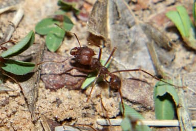 Atta texana photo 100