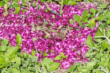 Atta texana — colony photo 115