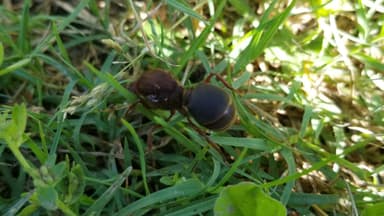 Atta texana — queen photo 124