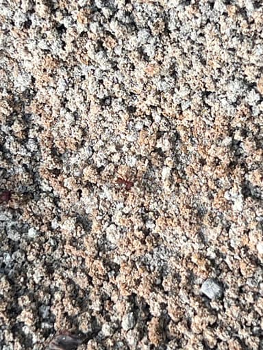 Atta texana photo 138