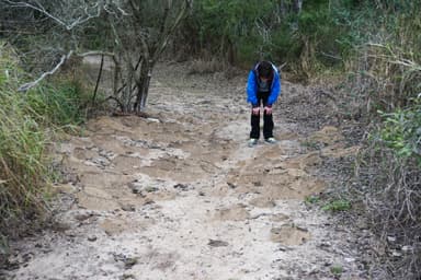 Atta texana — colony photo 145