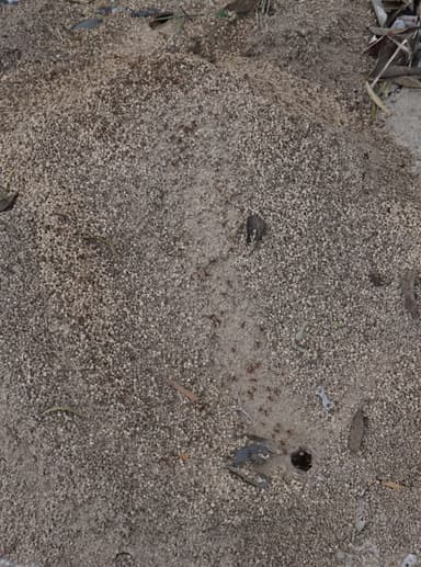 Atta texana — colony photo 146
