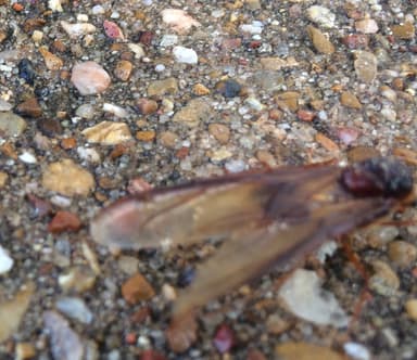 Atta texana photo 164