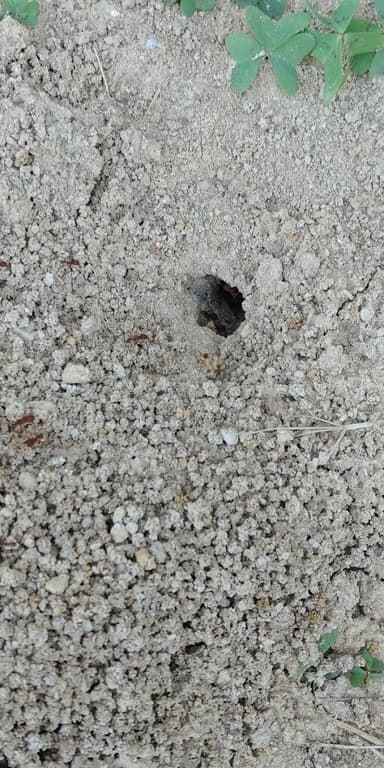 Atta texana — colony photo 167