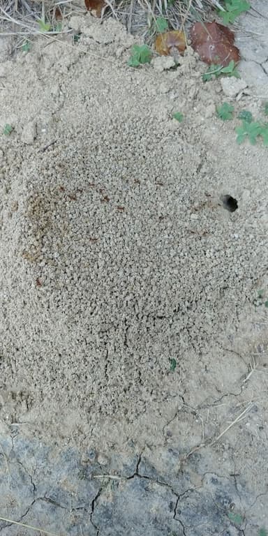 Atta texana — colony photo 168