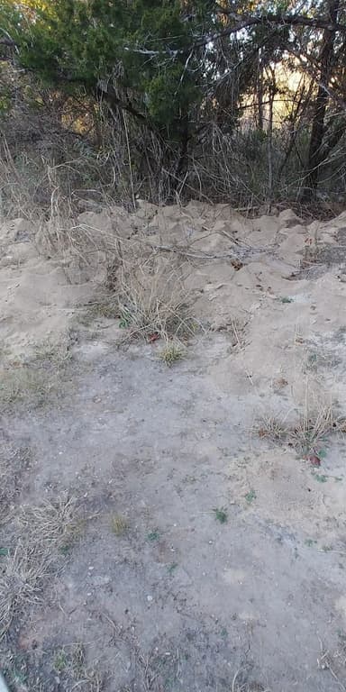 Atta texana — colony photo 170