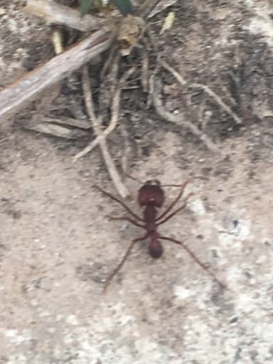 Atta texana photo 177
