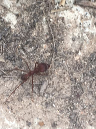 Atta texana photo 179