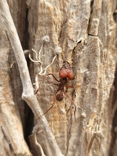 Atta texana photo 182