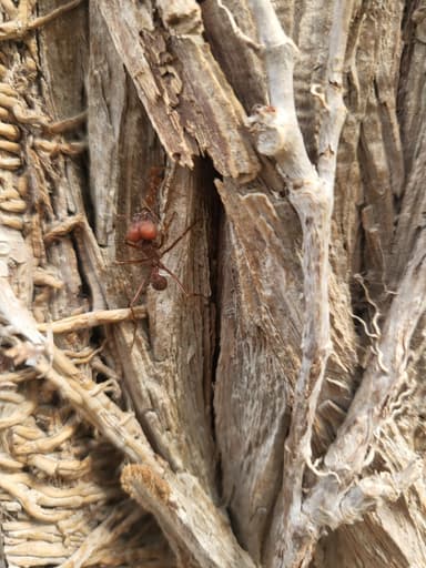 Atta texana photo 185