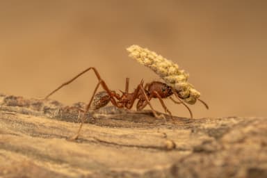 Atta texana photo 200