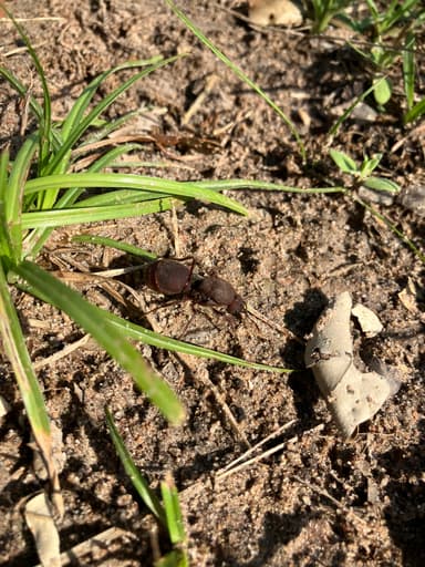 Atta texana photo 202