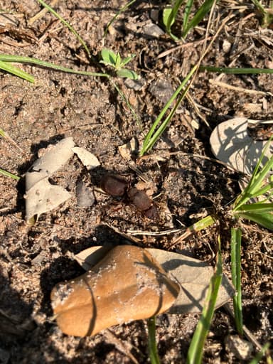 Atta texana photo 204