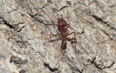 Atta texana photo 213
