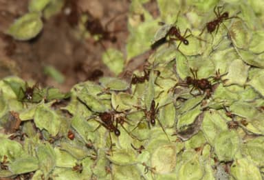 Atta texana photo 221