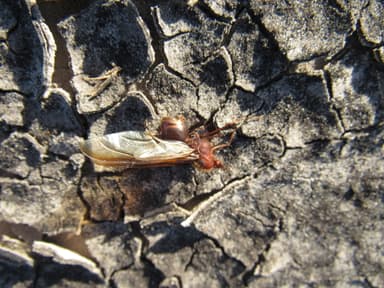 Atta texana photo 222
