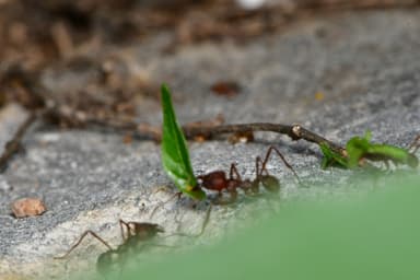 Atta texana photo 230