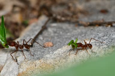 Atta texana photo 231