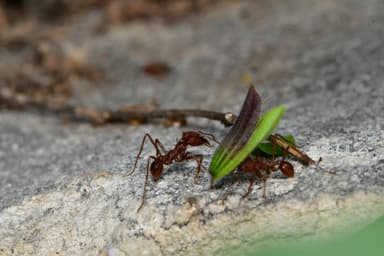 Atta texana photo 232