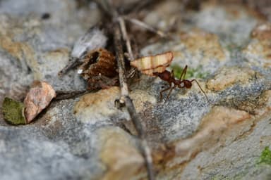 Atta texana photo 235