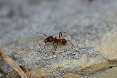 Atta texana photo 236