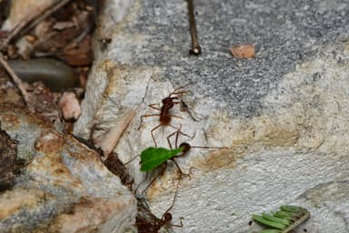 Atta texana photo 237