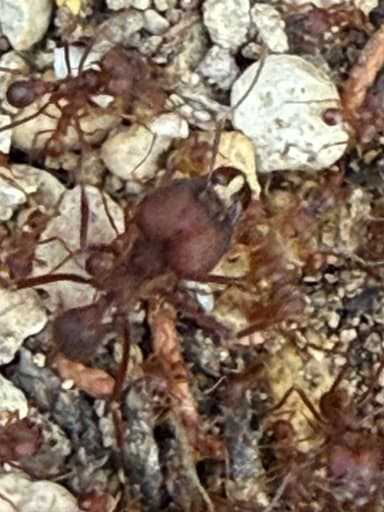 Atta texana photo 246