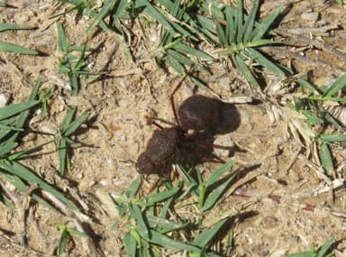 Atta texana photo 259