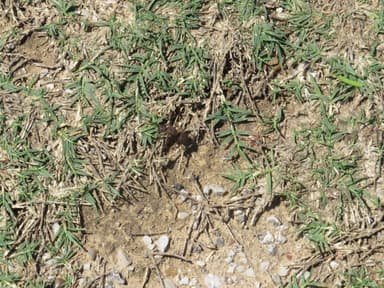 Atta texana photo 260