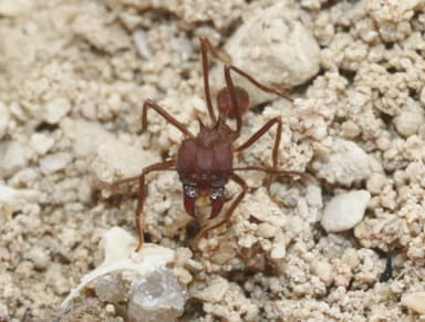 Atta texana photo 272