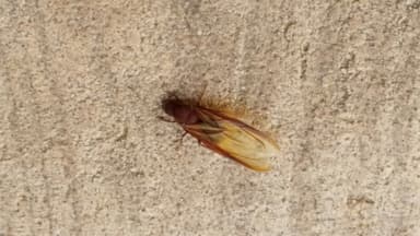 Atta texana — queen photo 280