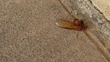 Atta texana — queen photo 281
