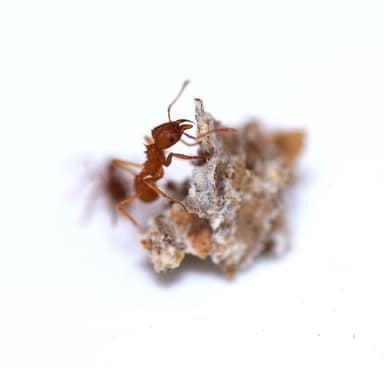 Atta texana — colony photo 288